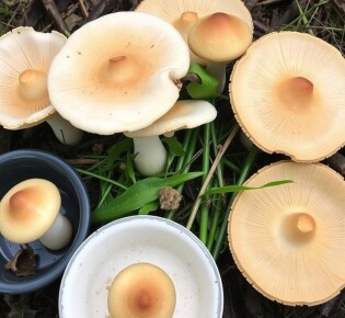 Грибные блюда — сезон сбора: когда искать, как готовить, как сохранить вкус лета в банке